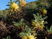 Astragalus aureus 10, Saxifraga-Ed Stikvoort