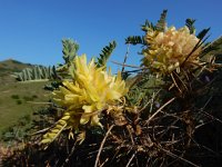 Astragalus aureus 11, Saxifraga-Ed Stikvoort