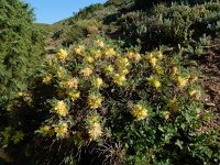 Astragalus aureus 12, Saxifraga-Ed Stikvoort