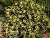 Astragalus aureus 13, Saxifraga-Ed Stikvoort