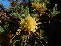 Astragalus aureus 14, Saxifraga-Ed Stikvoort