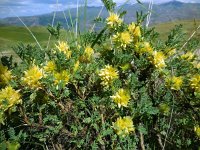 Astragalus aureus 2, Saxifraga-Ed Stikvoort