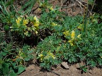 Astragalus aureus 4, Saxifraga-Ed Stikvoort