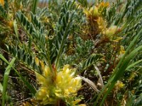 Astragalus aureus 5, Saxifraga-Ed Stikvoort