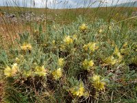 Astragalus aureus 6, Saxifraga-Ed Stikvoort