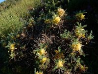 Astragalus aureus 8, Saxifraga-Ed Stikvoort