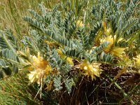 Astragalus aureus 9, Saxifraga-Ed Stikvoort