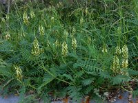 Astragalus cicer 10, Saxifraga-Ed Stikvoort