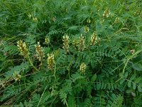 Astragalus cicer 12, Saxifraga-Ed Stikvoort