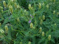 Astragalus cicer 8, Saxifraga-Ed Stikvoort