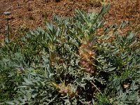 Astragalus compactus 4, Saxifraga-Ed Stikvoort