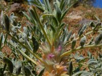 Astragalus compactus 5, Saxifraga-Ed Stikvoort