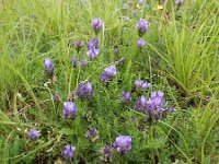 Astragalus danicus