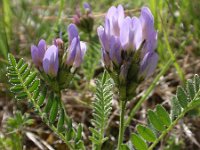 Astragalus danicus 10, Saxifraga-Jan Willem Jongepier