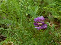 Astragalus danicus 3, Saxifraga-Ed Stikvoort