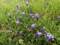 Astragalus danicus 4, Saxifraga-Ed Stikvoort