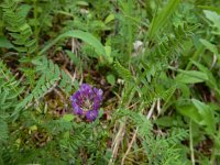 Astragalus danicus 8, Saxifraga-Ed Stikvoort