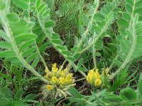 Astragalus excapus