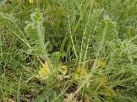 Astragalus exscapus 10, Saxifraga-Ed Stikvoort