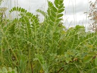 Astragalus exscapus 11, Saxifraga-Ed Stikvoort