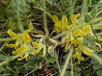 Astragalus exscapus 2, Saxifraga-Ed Stikvoort