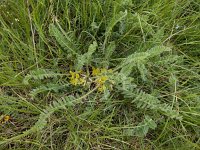 Astragalus exscapus 3, Saxifraga-Ed Stikvoort