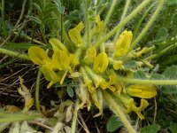 Astragalus exscapus 6, Saxifraga-Ed Stikvoort