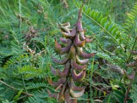 Astragalus falcatus 2, Saxifraga-Ed Stikvoort