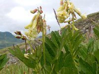 Astragalus frigidus 5, Saxifraga-Ed Stikvoort