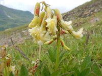 Astragalus frigidus 8, Saxifraga-Ed Stikvoort