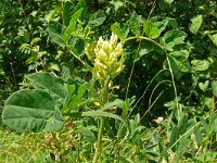 Astragalus glycyphyllos 26, Hokjespeul, Saxifraga-Hans Grotenhuis