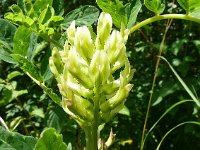 Astragalus glycyphyllos 27, Hokjespeul, Saxifraga-Hans Grotenhuis