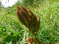 Astragalus glycyphyllos 28, Hokjespeul, Saxifraga-Hans Grotenhuis