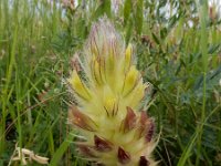 Astragalus lagopoides