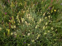 Astragalus lagopoides 2, Saxifraga-Ed Stikvoort