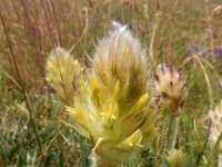 Astragalus lagopoides 4, Saxifraga-Ed Stikvoort