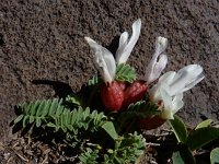 Astragalus lineatus