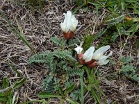 Astragalus lineatus 2, Saxifraga-Ed Stikvoort