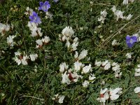 Astragalus lineatus 3, Saxifraga-Ed Stikvoort