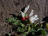 Astragalus lineatus 5, Saxifraga-Ed Stikvoort