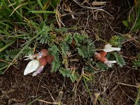 Astragalus lineatus 7, Saxifraga-Ed Stikvoort