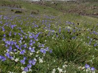 Astragalus lineatus 8, Saxifraga-Ed Stikvoort