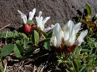 Astragalus lineatus 9, Saxifraga-Ed Stikvoort