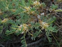 Astragalus microcephalus