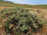 Astragalus microcephalus 2, Saxifraga-Ed Stikvoort