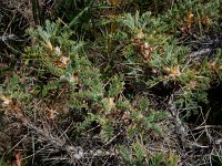 Astragalus microcephalus 6, Saxifraga-Ed Stikvoort