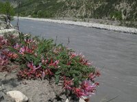 Astragalus monspessulanus 10, Saxifraga-Rutger Barendse