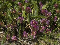 Astragalus monspessulanus 11, Saxifraga-Jan van der Straaten
