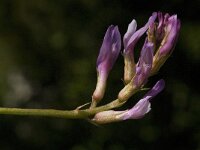 Astragalus monspessulanus 13, Saxifraga-Jan van der Straaten