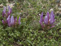 Astragalus monspessulanus 14, Saxifraga-Willem van Kruijsbergen